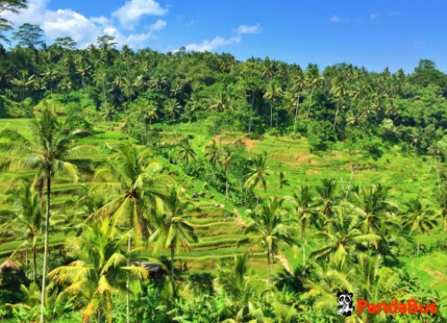 テガララン棚田